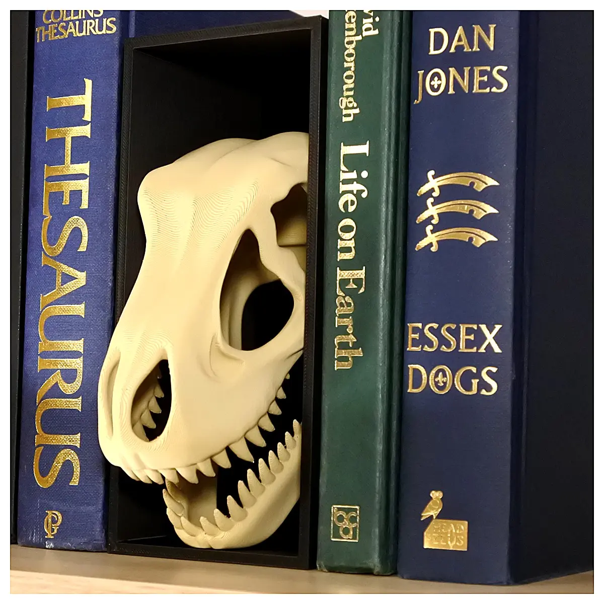 Tyrannosaurus Rex Skeleton Book Stand Model Dinosaur Toy Dinosaur Display Figure Dinosaur Collection Dinosaur Decoration