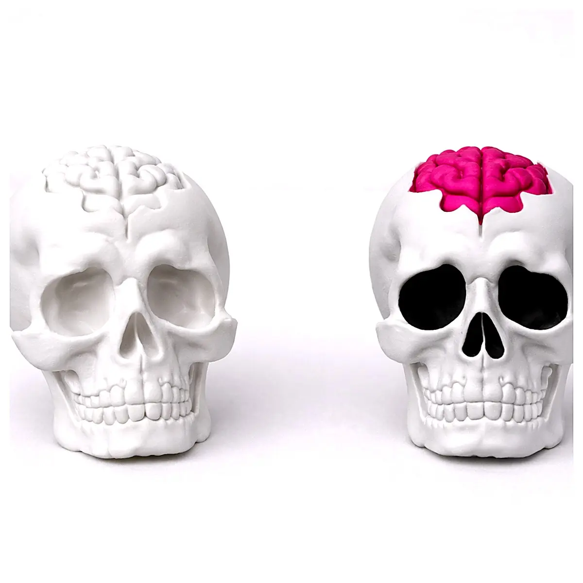 Anatomical Skull Model Brain Educational Display Science Experiment Teaching Aid Bone Model Cranial Model