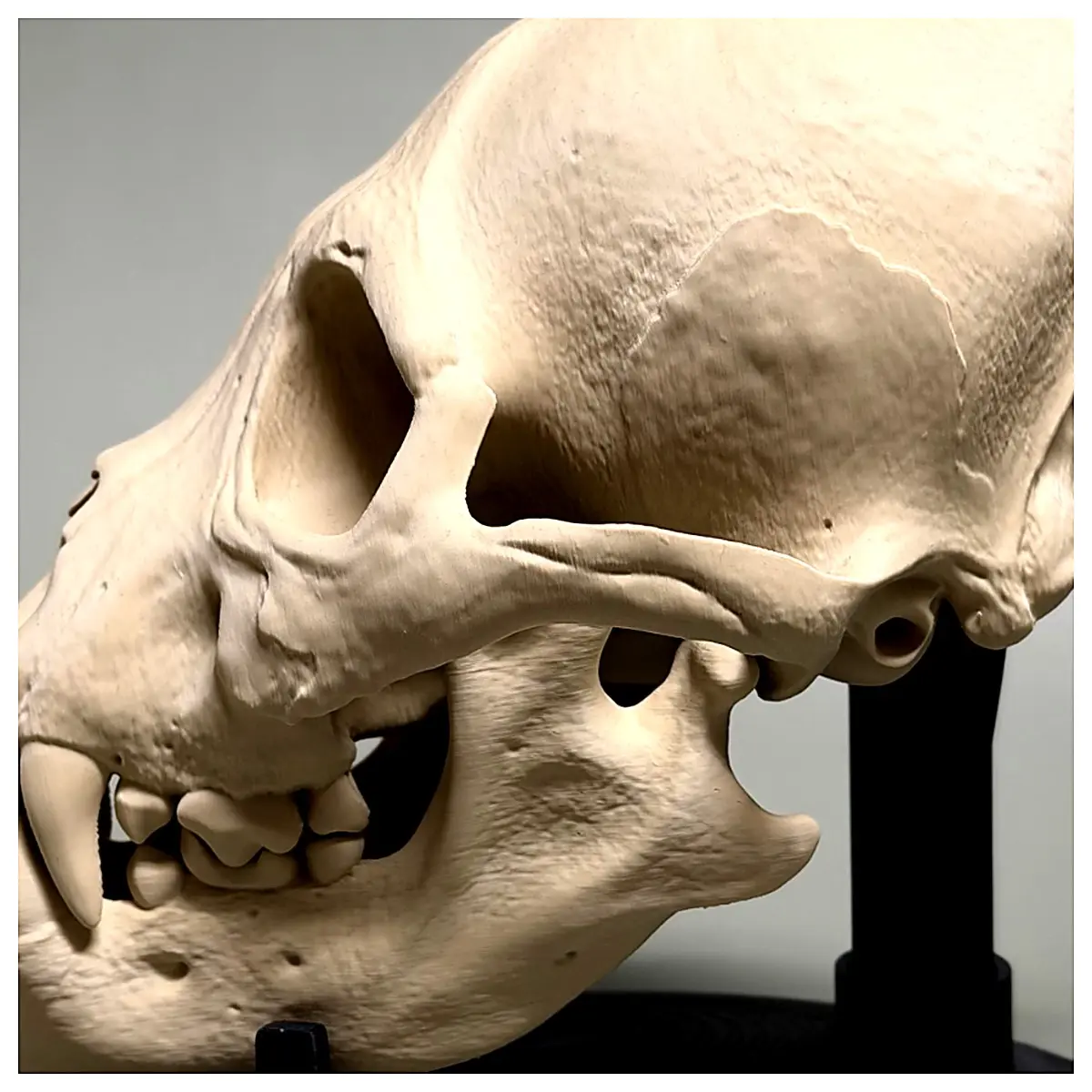 Hyperrealistic Werewolf Skull v2025 Horror Cosplay Prop Skull Decoration Roleplay Photography Accessories Werewolf Head Simulation Bones