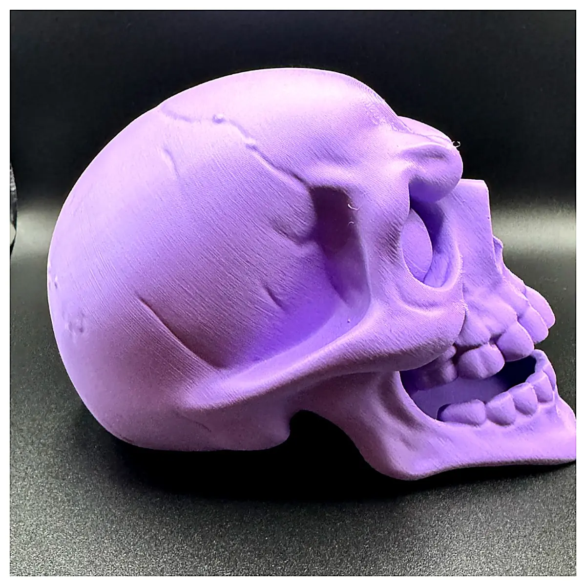 Skull Model Head Model Bone Model Educational Model Research Model Experiment Model Learning Supplies