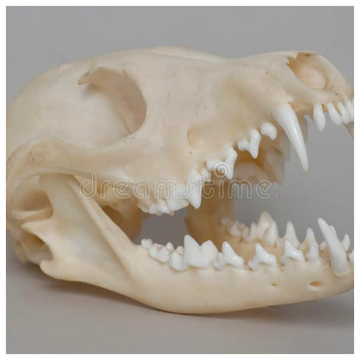 Fox Skull Decor Animal Sculpture Wall Art Gothic Home Decor Hunting Trophy Animal Figurine Skull Display