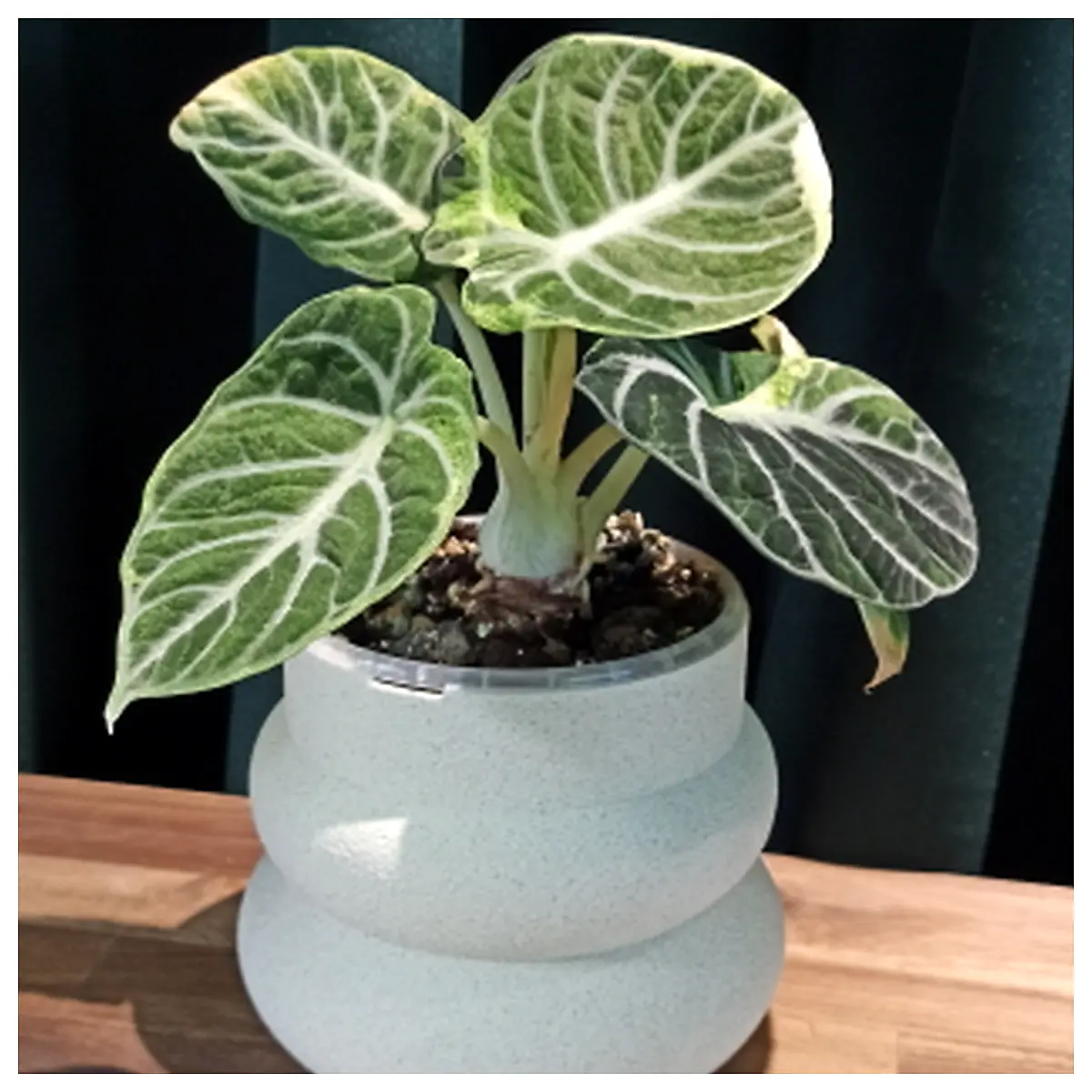 Modern Plant Pot 12cm Succulent Planter Indoor Pot Flower Pot Garden Planter Plant Accessories