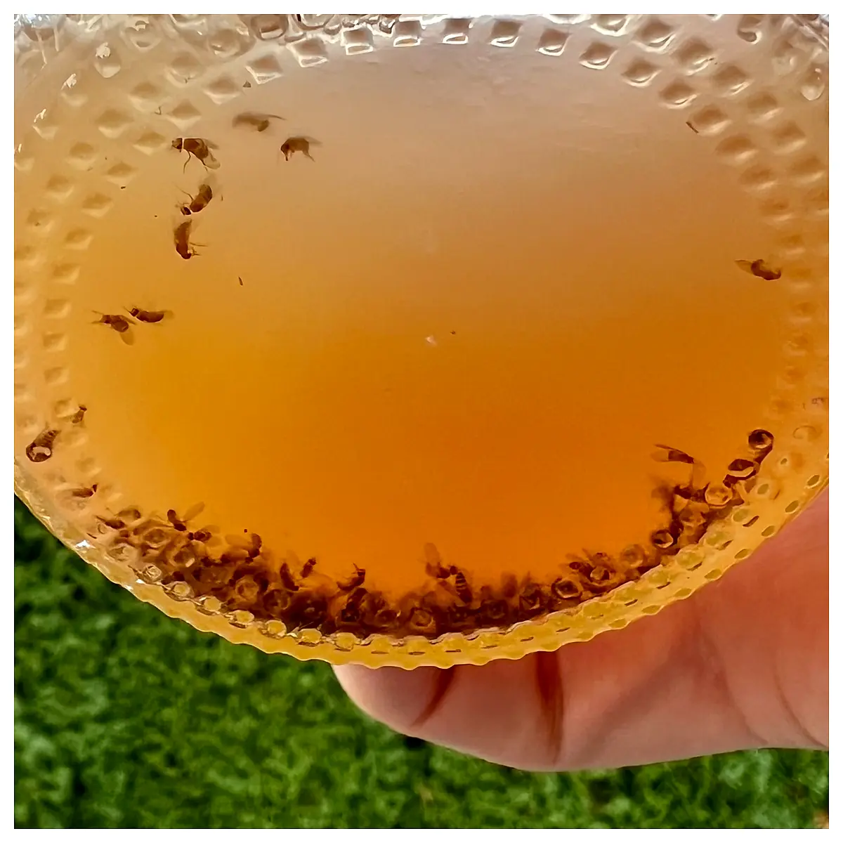 Fruit Fly Trap Eliminate Flies Fly Control Trap Sticky Fly Catcher Home Pest Control
