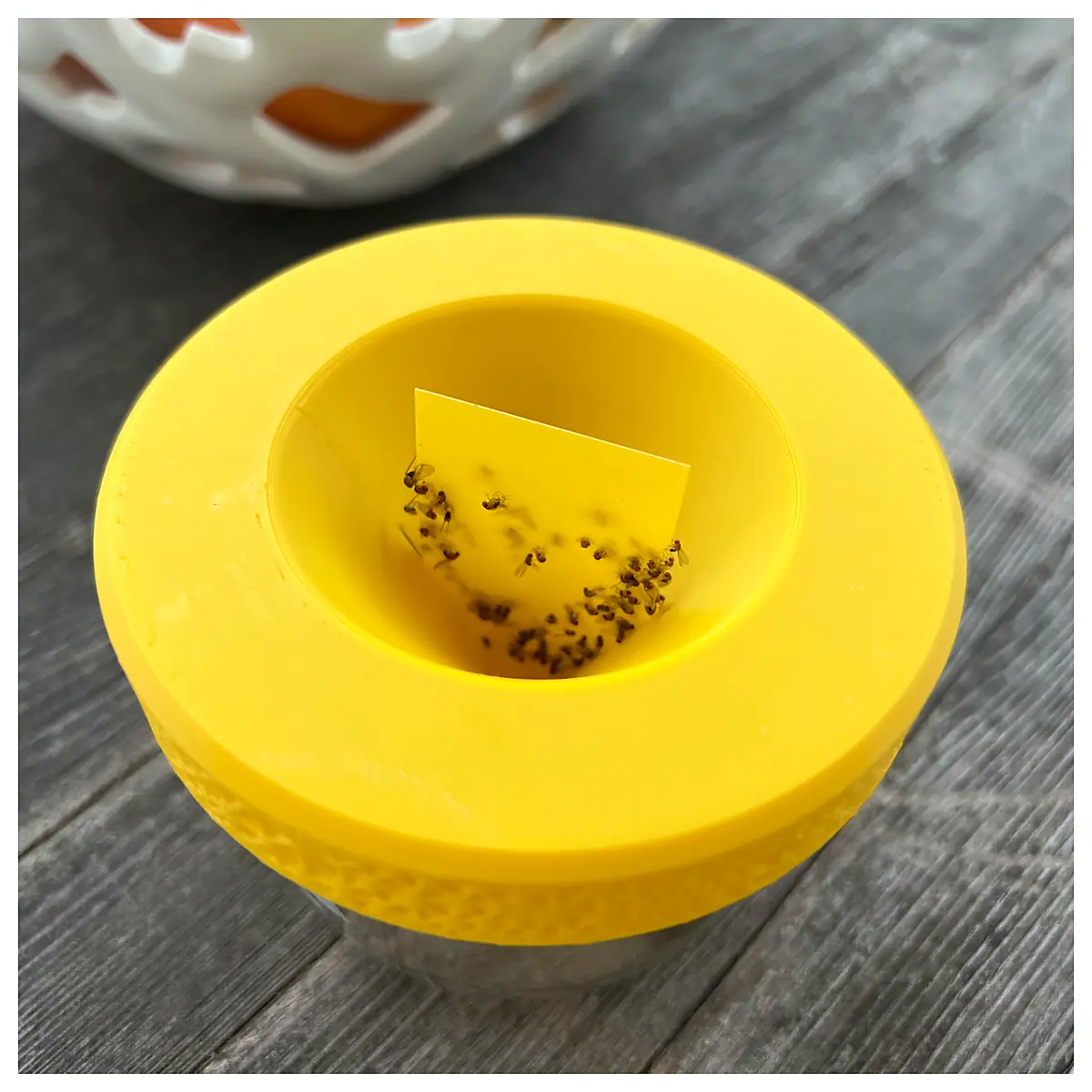 Fruit Fly Trap Eliminate Flies Fly Control Trap Sticky Fly Catcher Home Pest Control