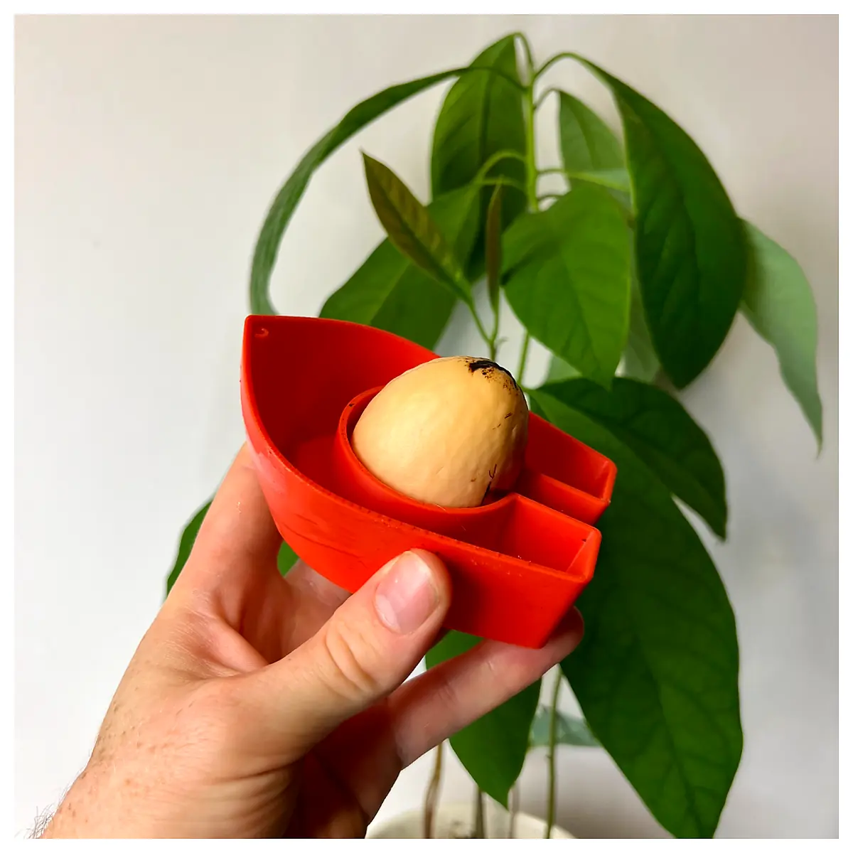 Avocado Growing Kit Grow Your Own Avocado Tree Seed Starter Indoor Plants Green Plants Potting Harvest