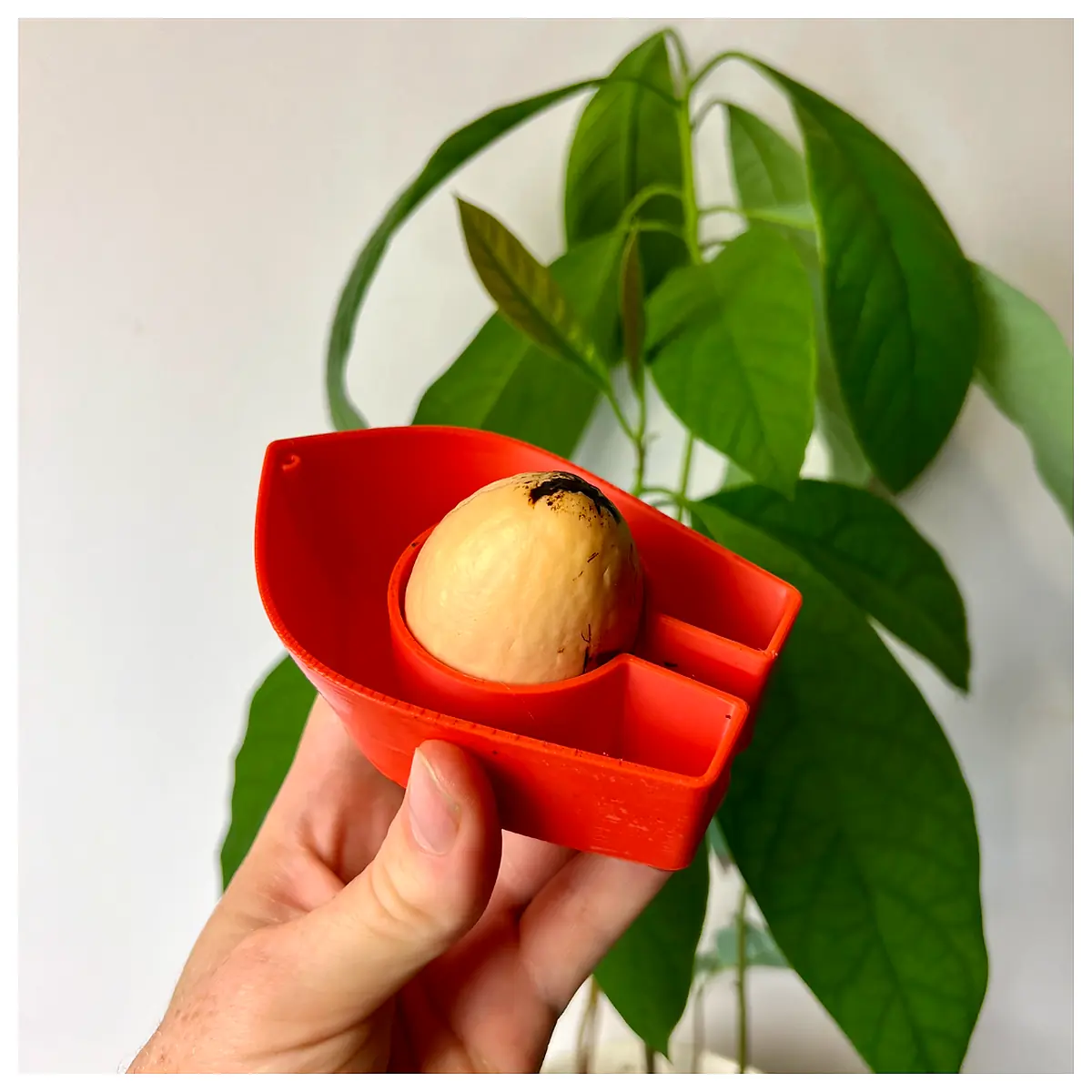 Avocado Growing Kit Grow Your Own Avocado Tree Seed Starter Indoor Plants Green Plants Potting Harvest