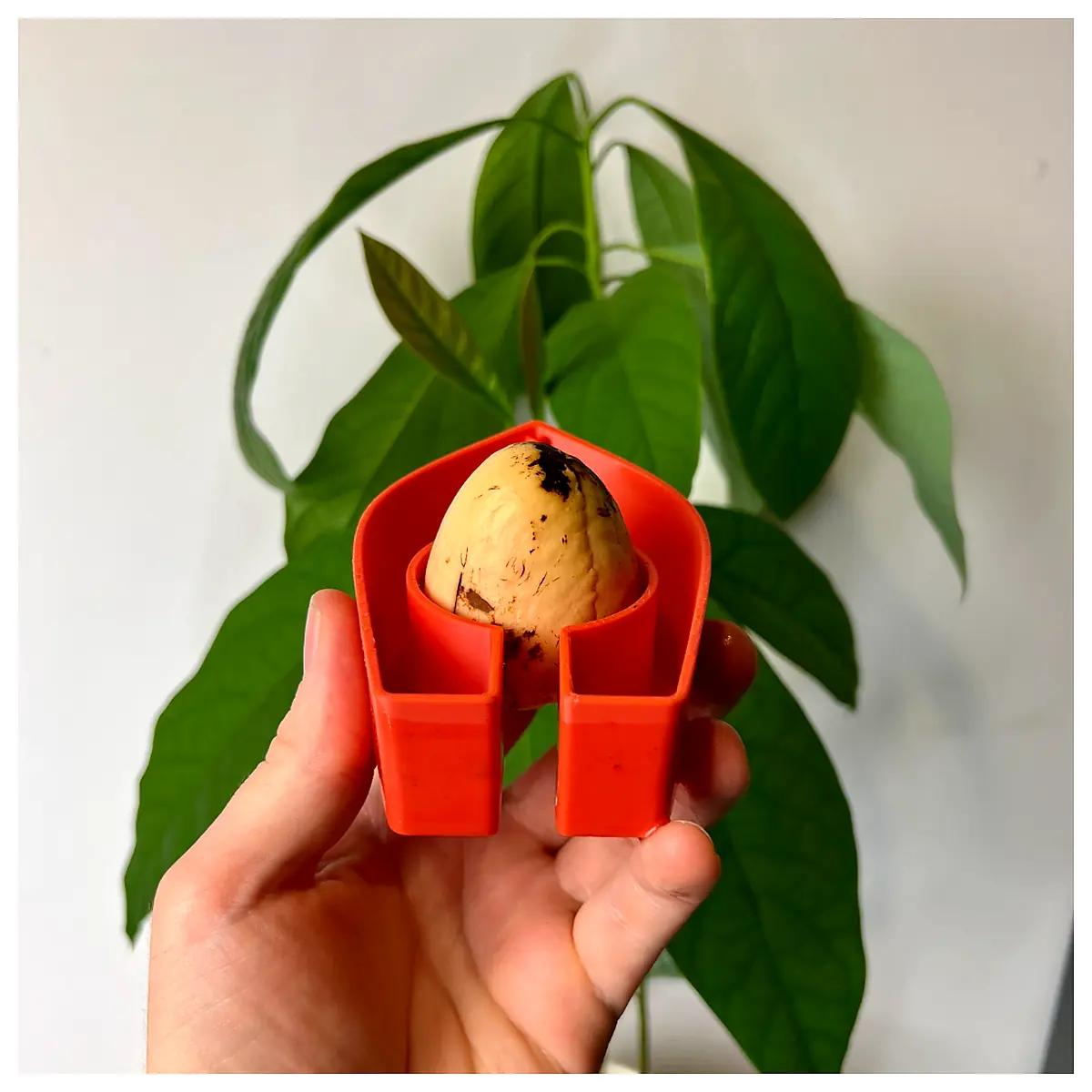 Avocado Growing Kit Grow Your Own Avocado Tree Seed Starter Indoor Plants Green Plants Potting Harvest