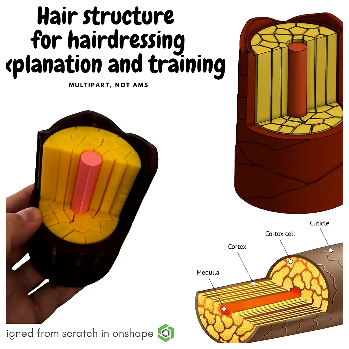 Hair Structure Cortex Cuticles Medulla Hair Care Styling ing Hair Health
