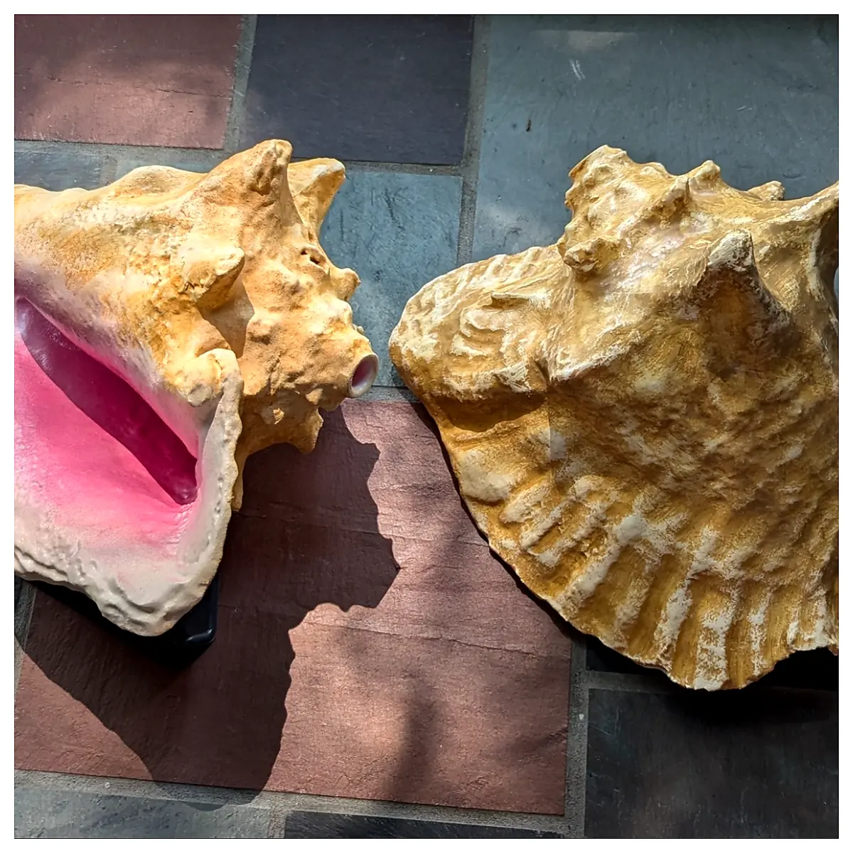 Conch Shell Decor Seashell Art Wall Hanging Gift Marine Accessory Decoration Shell Collection
