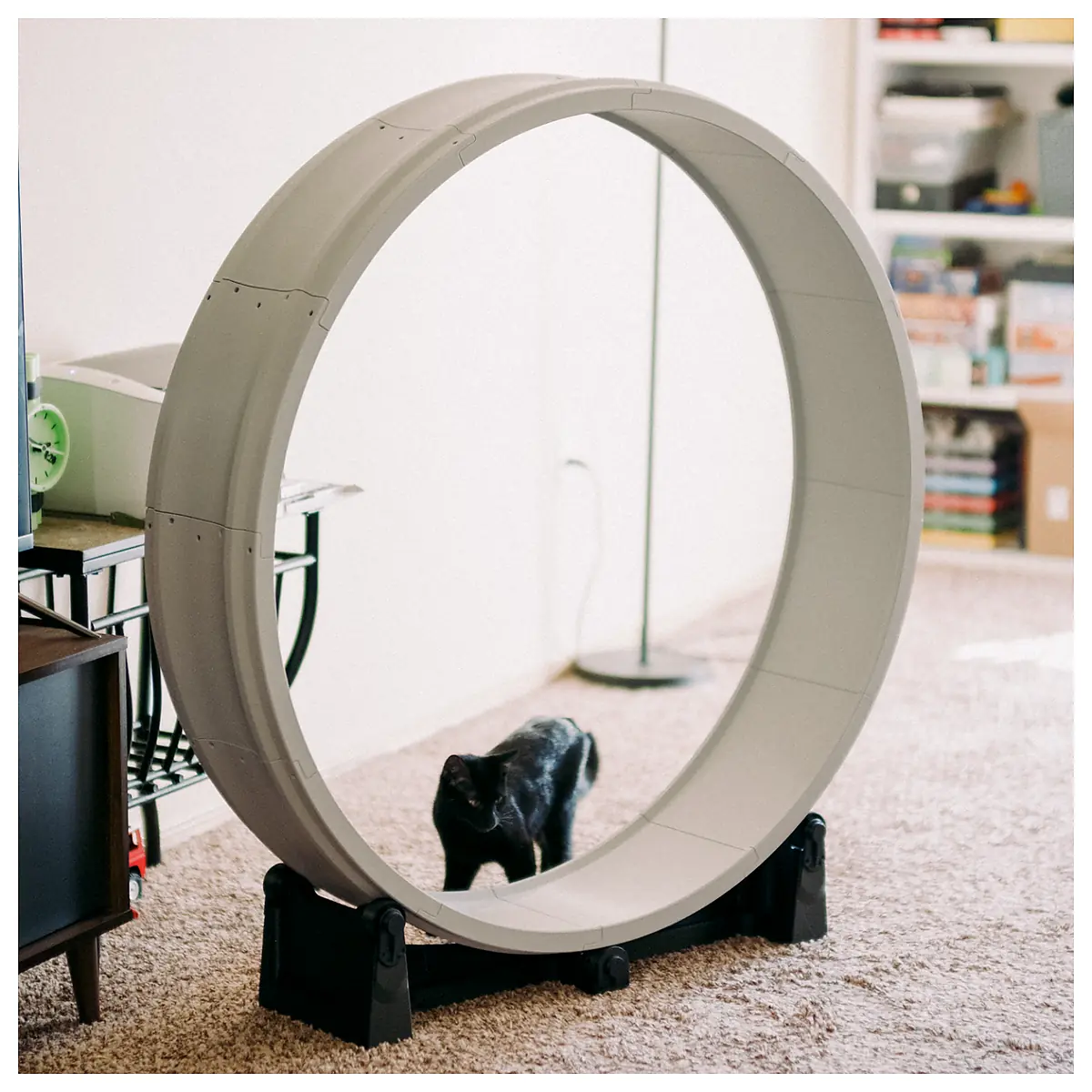 Cat Exercise Wheel Fitness Cat Wheel Running Wheel Cat Toys Rehab Training Wheel Accessories