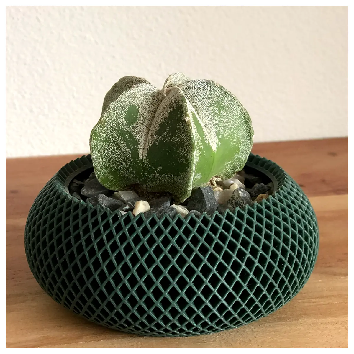 Plant Pot Planter Succulents Houseplants Flower Pot Base Pruning Repair