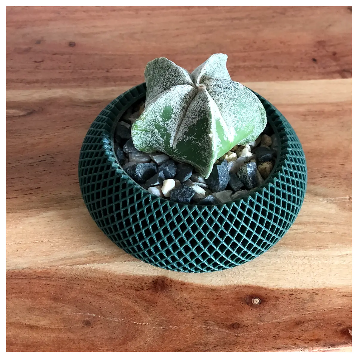 Plant Pot Planter Succulents Houseplants Flower Pot Base Pruning Repair