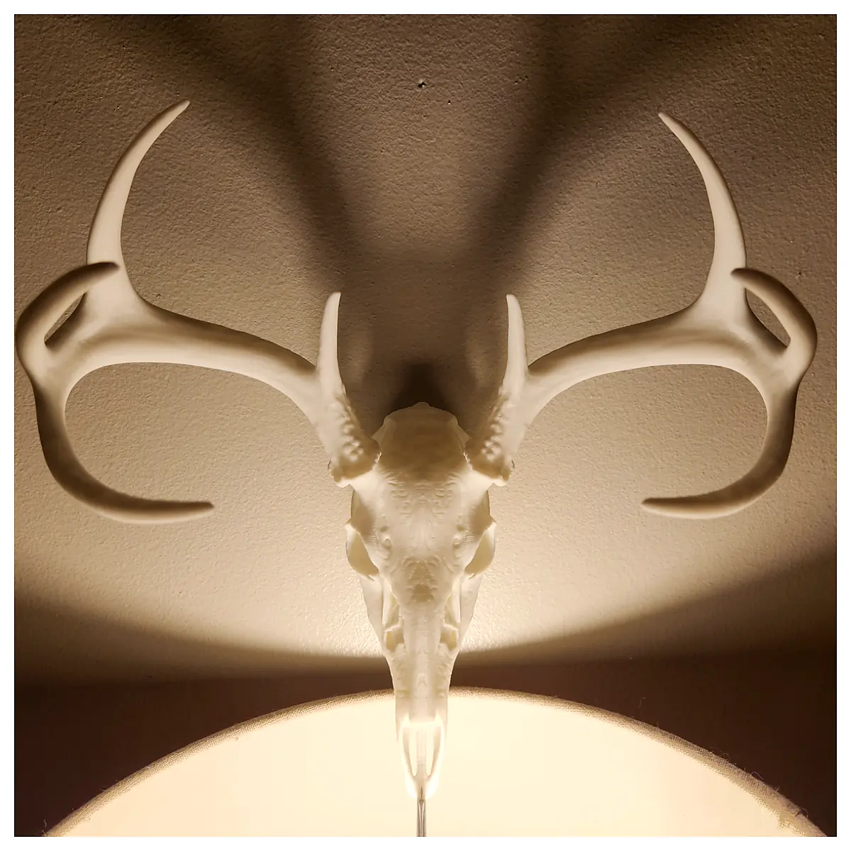 8 Point Deer Skull Hunting Trophy Skull Decor Taxidermy Bone Display Wildlife Art Symmetrical Skull