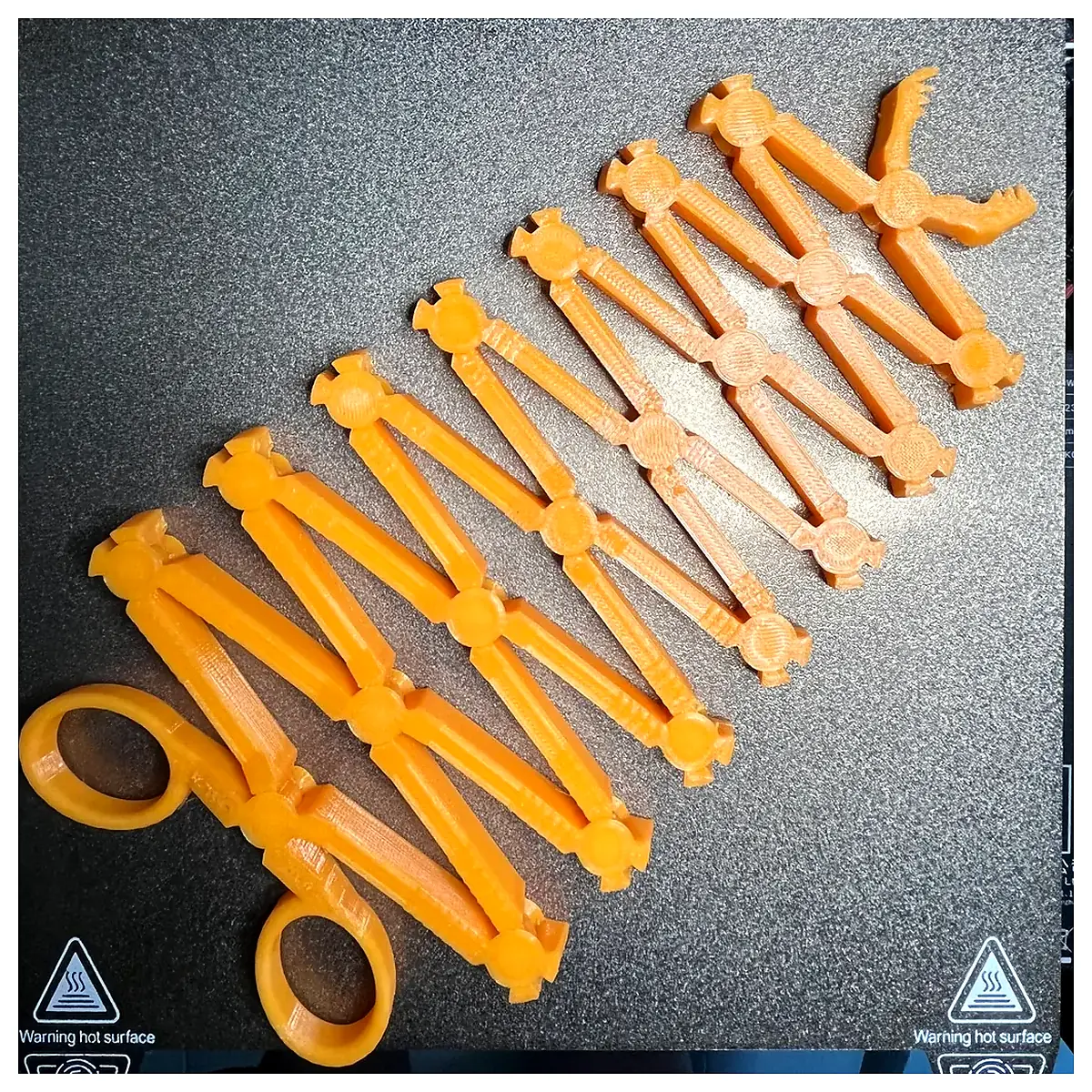 Scissor Snake Venomous Reptile Slithering Pet Care Snake Breeding Hunting