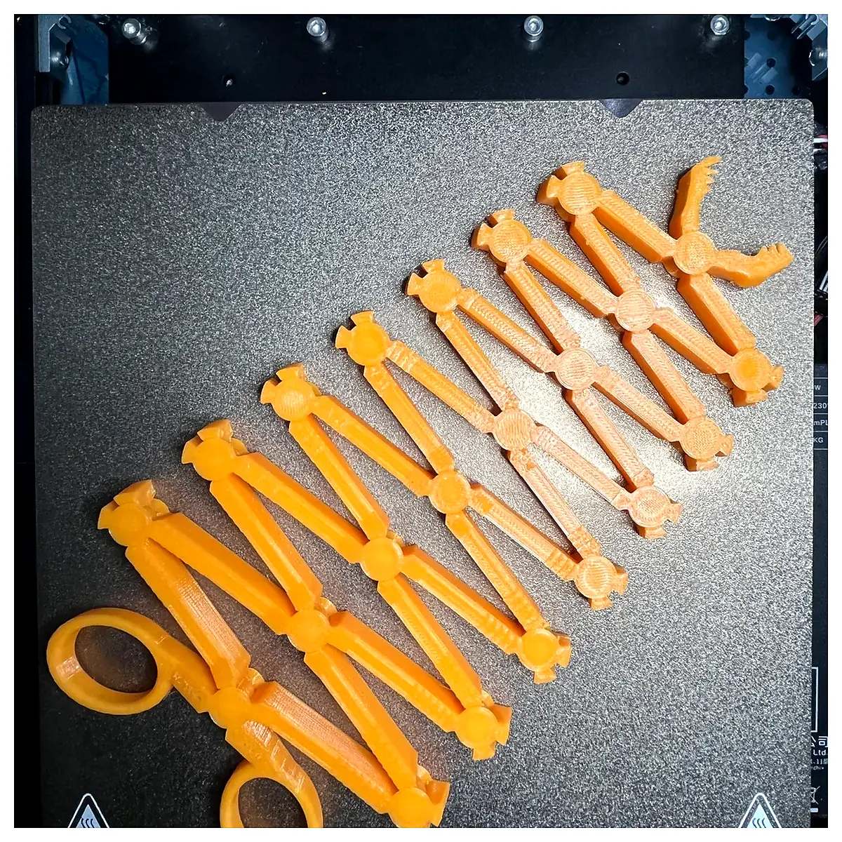 Scissor Snake Venomous Reptile Slithering Pet Care Snake Breeding Hunting