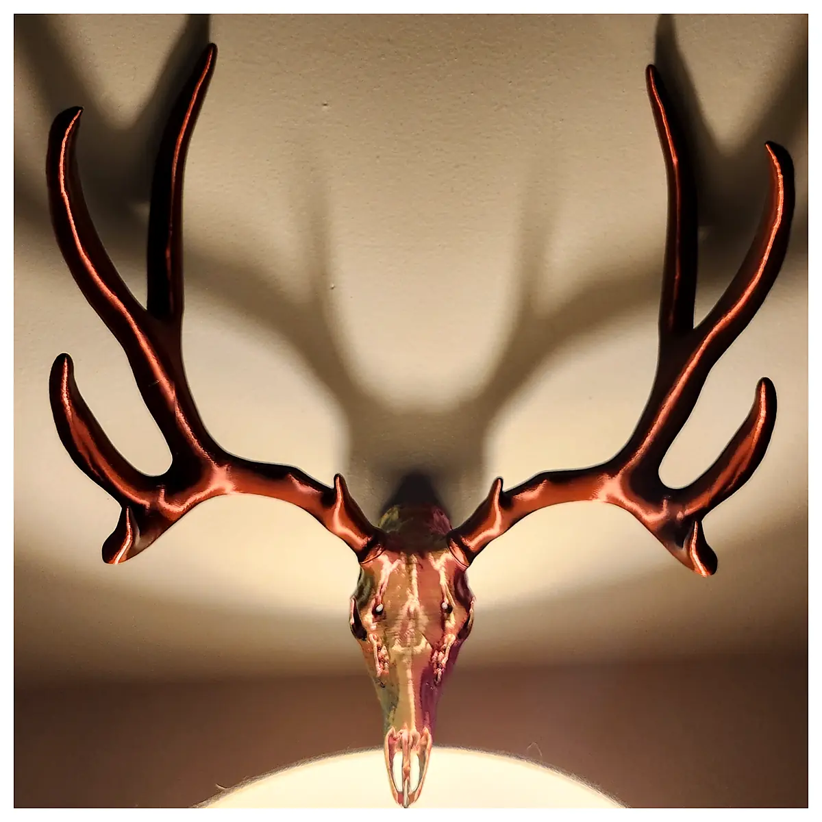 Big Muley Mule Deer Skull Hunting Decor Taxidermy Skull Display Trophy Piece Wall Mount Mule Deer Skull