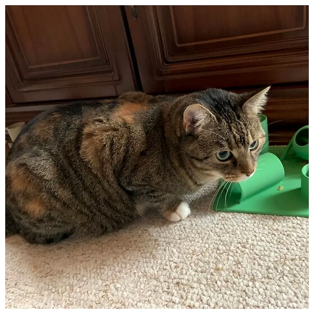 Cat Treat Dispenser Puzzle Toy Interactive Feeding Game Slow Feeder for Cats Enrichment Toys Cat Food Dispenser