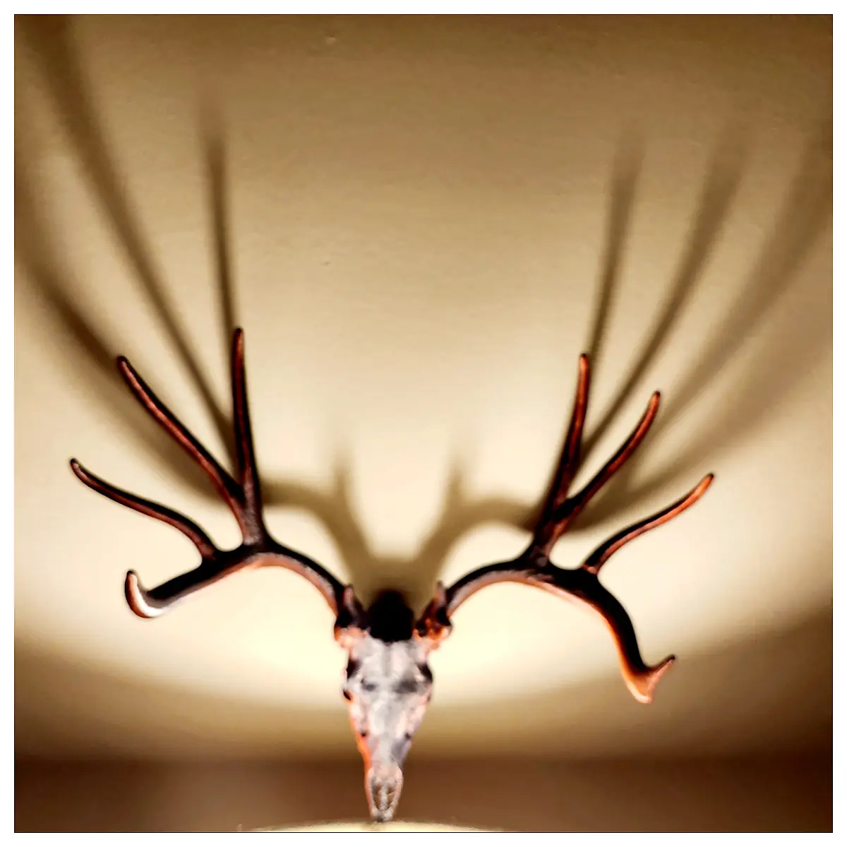 Wide Muley Deer Skull Hunting Trophy Skull Mount Bone Display Wildlife Decor Antler Skull Bone Collectible