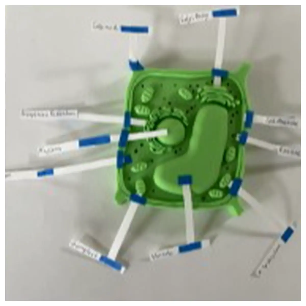 Plant Cell Model Biology Experiment Model Cell Structure Cell Study Educational Model Anatomy Model