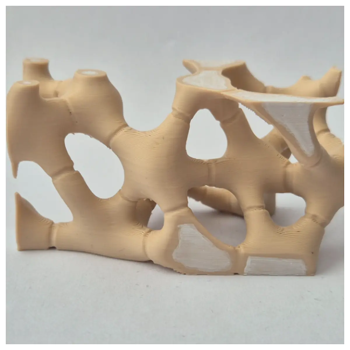 Actinenchyma Plant Tissue Model Biology Education Model Plant Anatomy Cell Structure Dissection Model Biology Learning