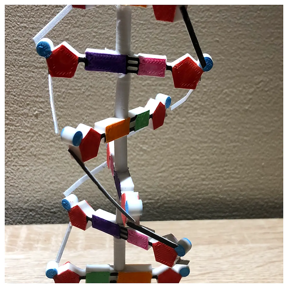 DNA Model for Biology Project Learning Model Genetic Structure Educational Model Science Experiment 3D DNA