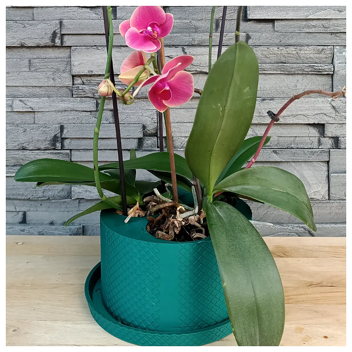 Planter 3 Flower Orchid Pot Flower Planters Orchid Pots Floral Planters Planting Orchid Care