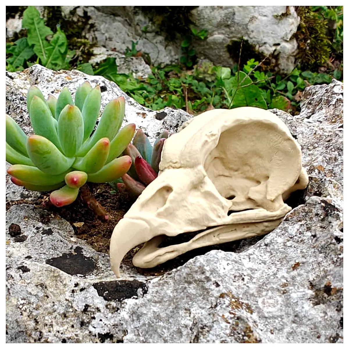 Vulture Skull Anatomical Model Display Skull Decoration Museum Piece Bone Accessories