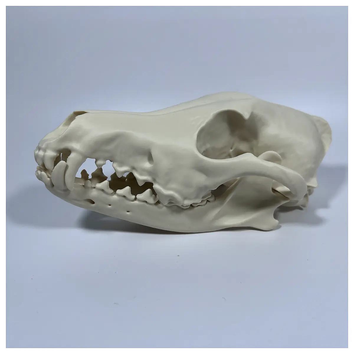 Coyote Cranium Mandible Skull Model Educational Bone Science Project Dinosaur Bones Archaeology Research
