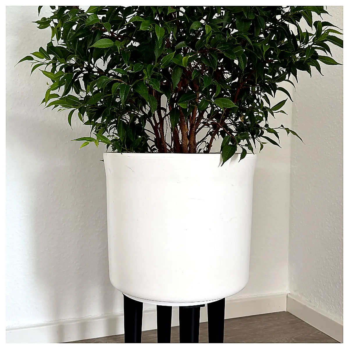 Plant Stand Holder Universal Shelf Bracket for Pots Indoor Garden Display Support Flower Stand Accessory