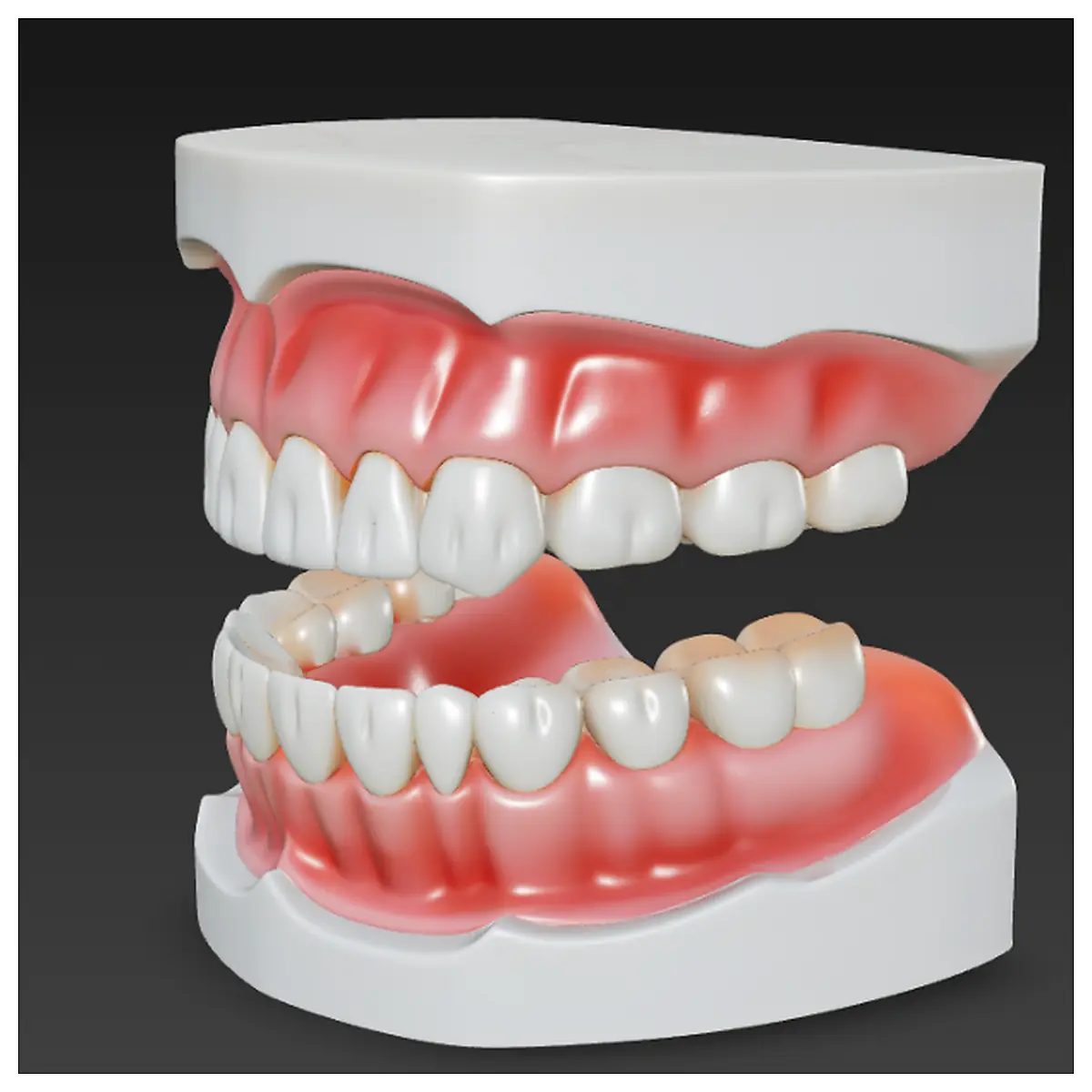 Dental Model Training Model Dental Practice Model Dental Anatomy Model Dental Education Model Dental Simulation Model