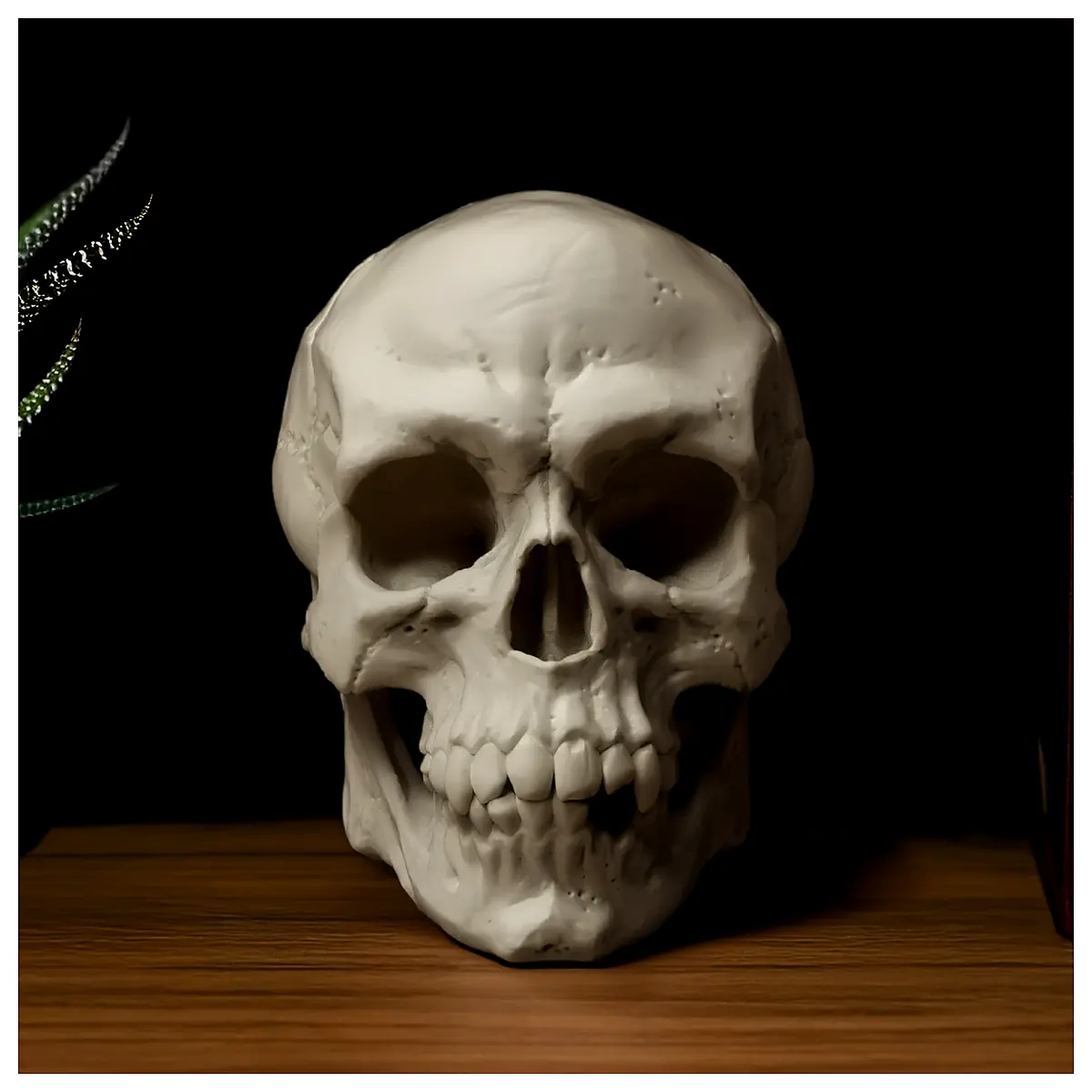 Skull Anatomical Model Bone Study Research Sample Skeletal Learning Skull Experiment Bone Model
