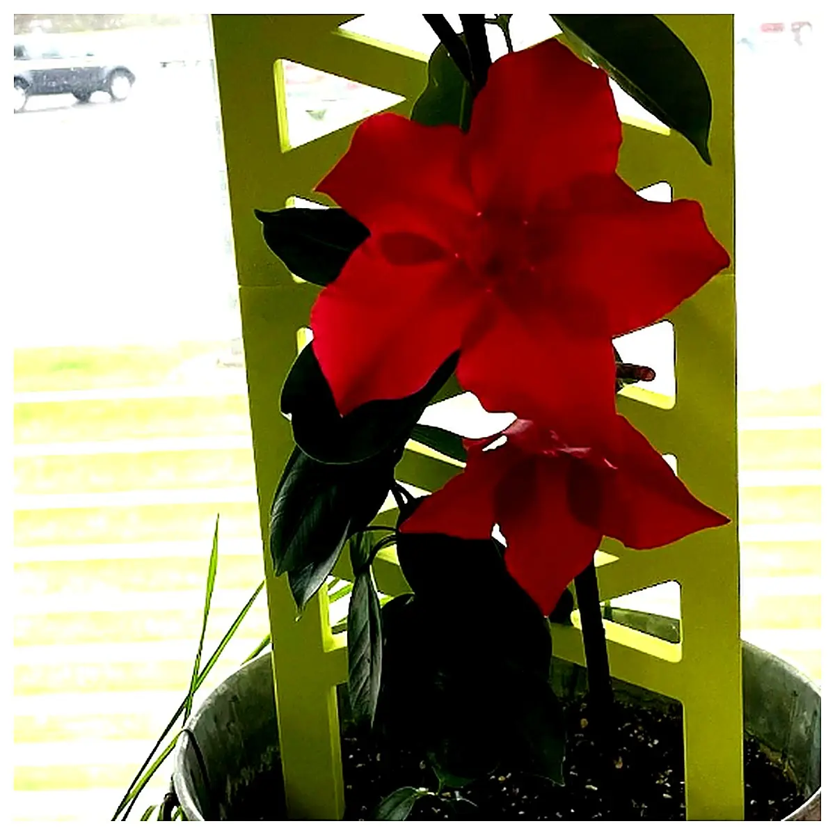 Climbing Plant Shelves Vertical Garden Flower Stand Plant Support Trellis Outdoor Flower Holder Gardening Accessories