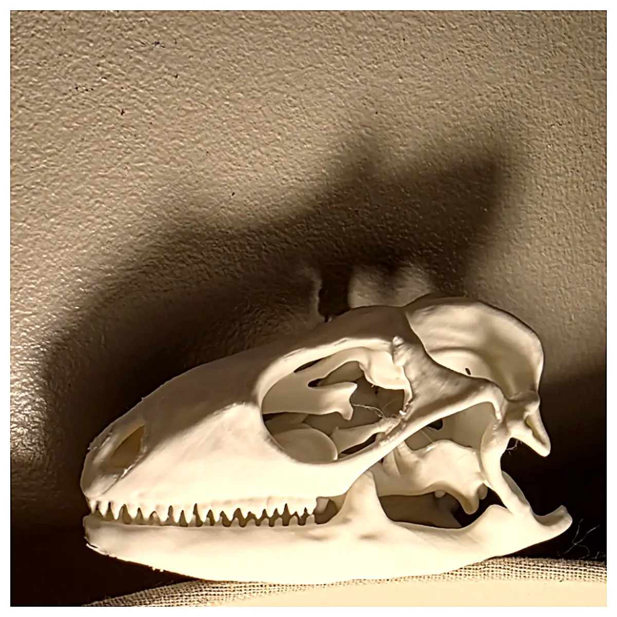 Monitor Lizard Skull Model Dinosaur Reptile Display Decor Educational Toy Collection
