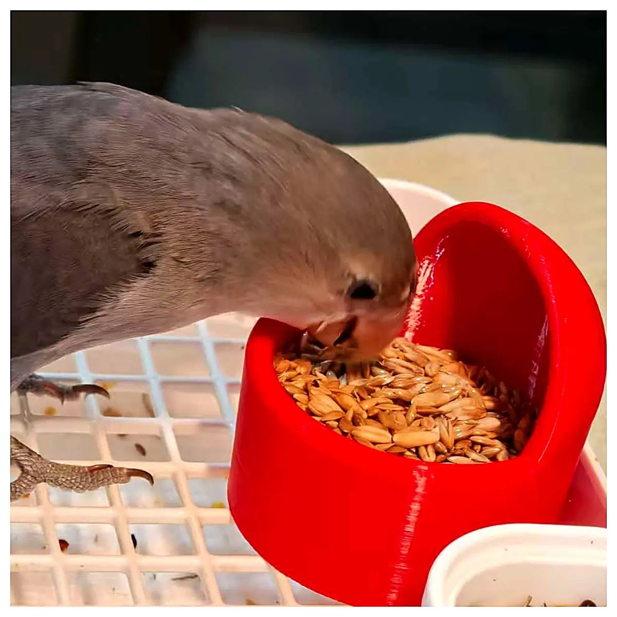 Parrot Food Box Bird Feeder Container Seed Dispenser Parrot Food Storage Bird Supply Accessories Pet Bird Food