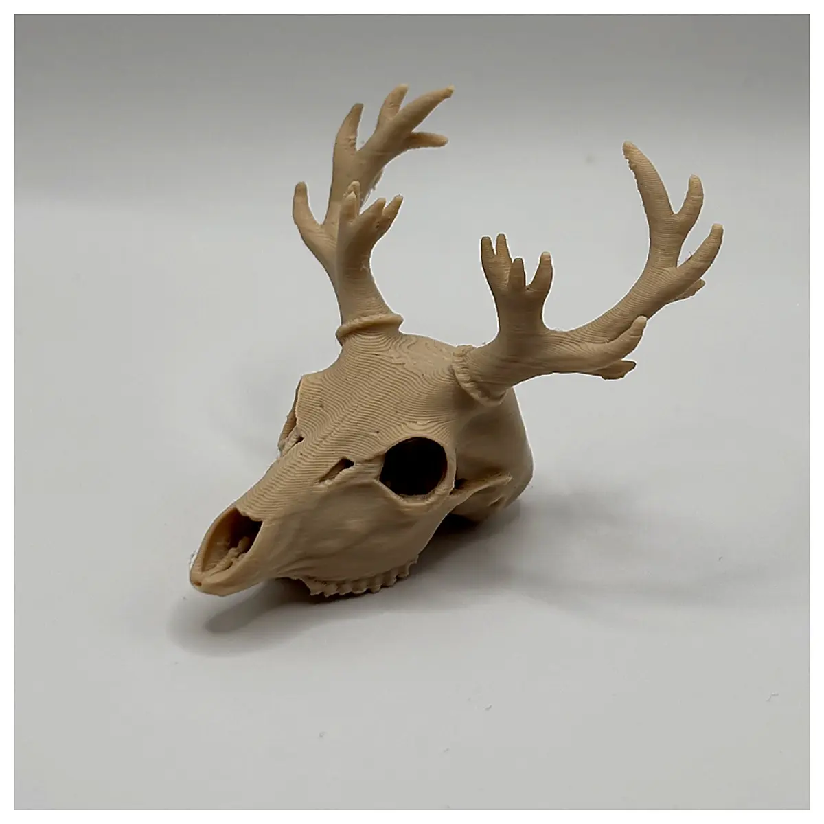 Caribou Skull Animal Skeleton Model Display Educational Specimen Home Decor Museum Grade Collector s Item