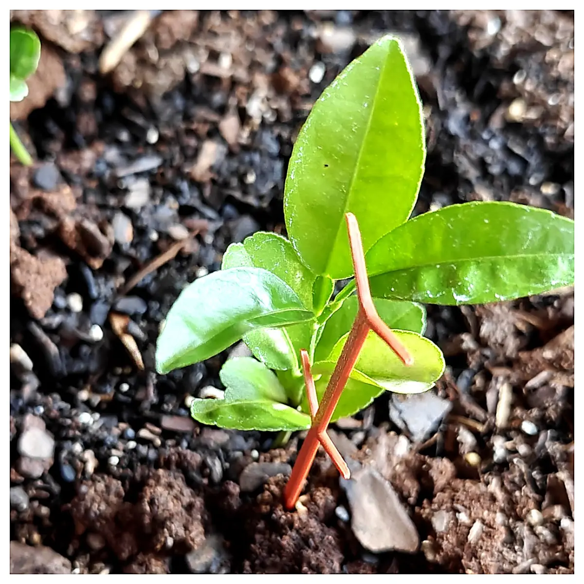 Seedling Support Stake Plant Growing Support Seedling Holder Plant Support Stick Nursery Support Gardening Accessory
