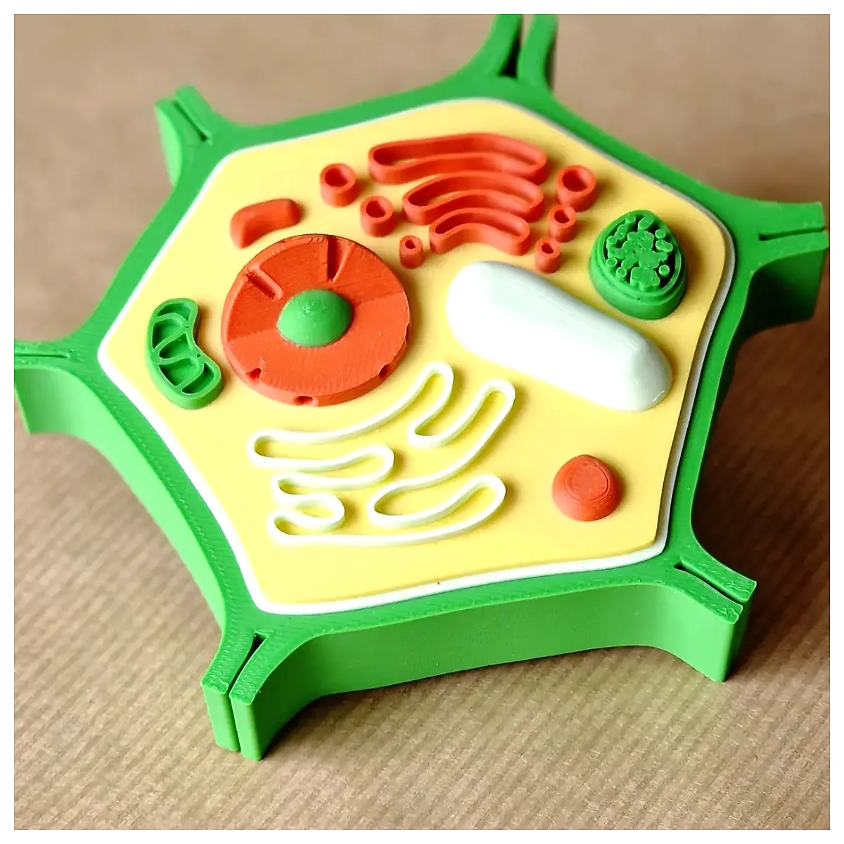Plant Cell Research Cell Structure Cell Biology Cell Culture Cell Analysis Cell Diagnostics
