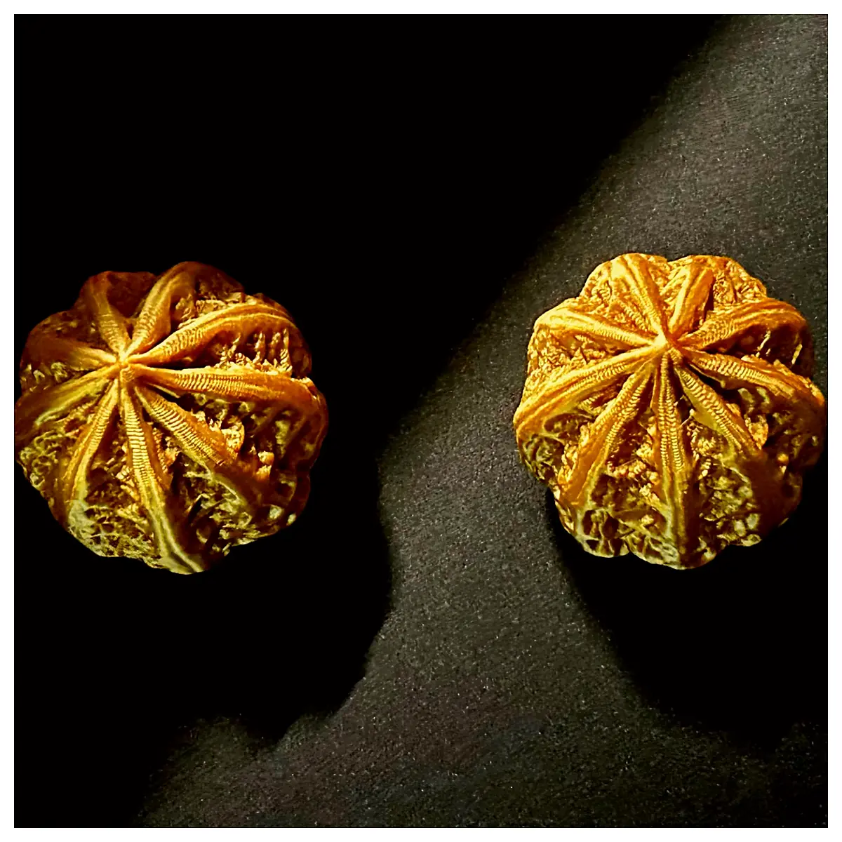 Jiu Leng Wudan Shells Collectible Shells Art Shell Ancient Shell Wholesale