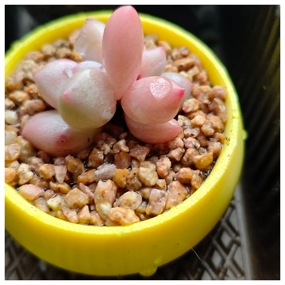 Footed Succulent Planters Mini Pots Cactus Planters Decorative Planters Indoor Plant Pots Garden Pots for Succulents