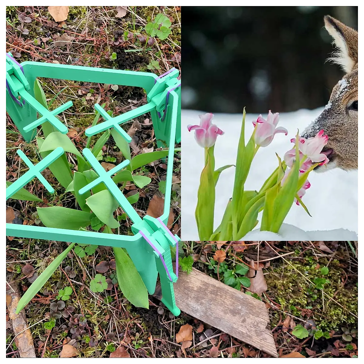 Tulip Flower Care Tips Tulip Plant Care Pruning Potting Plant Nutrition Fertilizers Bulb Care