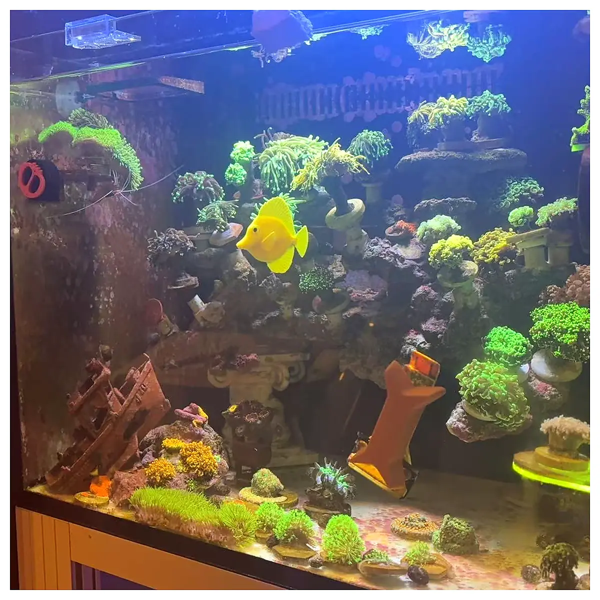 Golden Chain Fish Food Supplement Nutrition Fish Food Aquatic Fish Food Fish Feed Fish Care