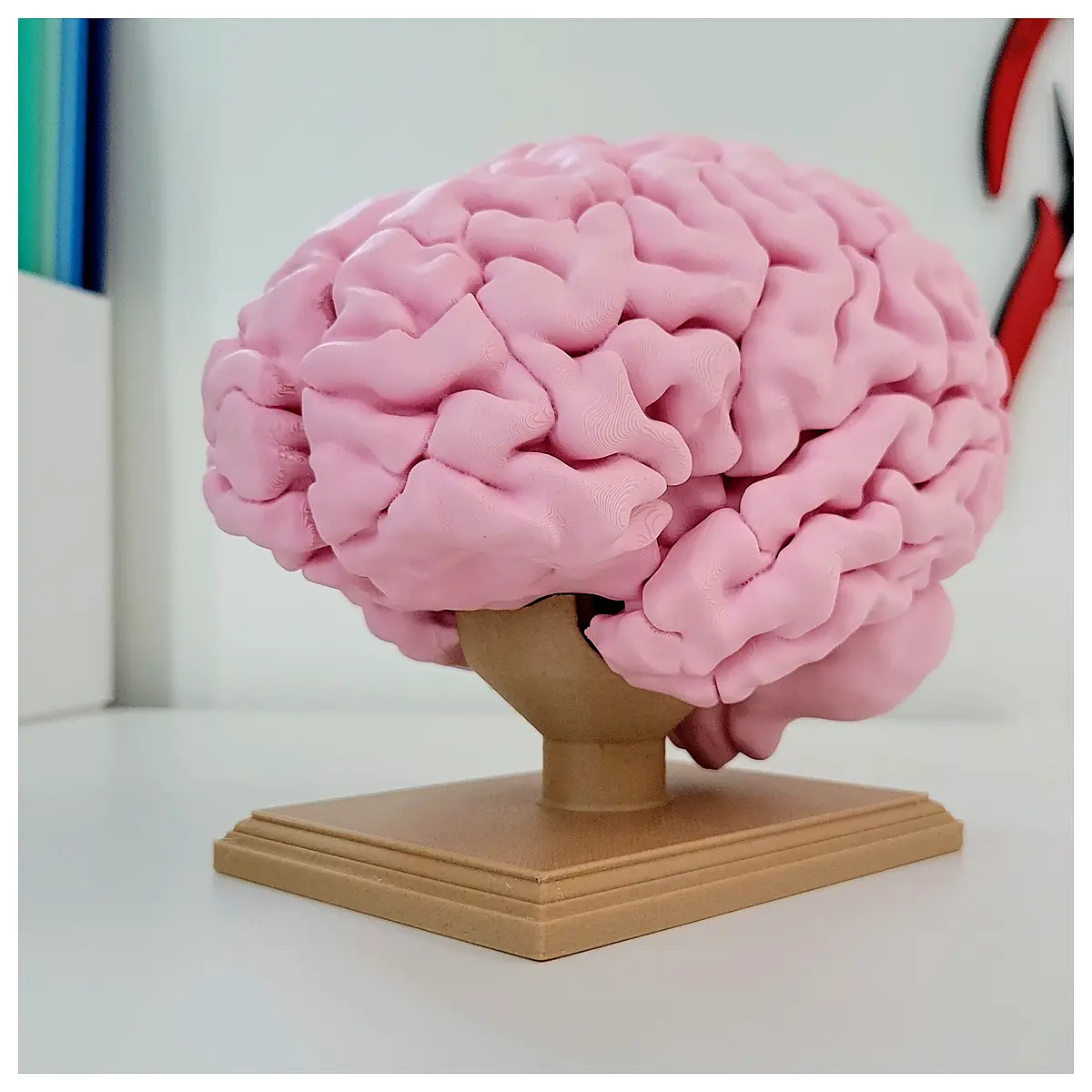 Full Human Brain Sale Brain Transplant Neural Tissue Brain Research Brain Oxygen Supply Neurological Research