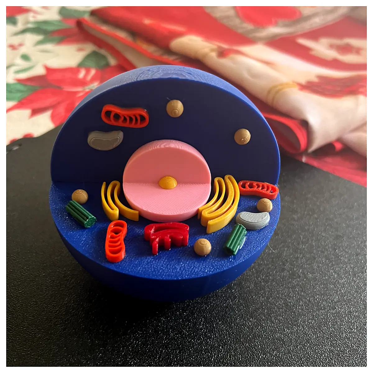 Animal Cell Study Cell Biology Cell Research Cell Models Cell Analysis Microscopy Supplies