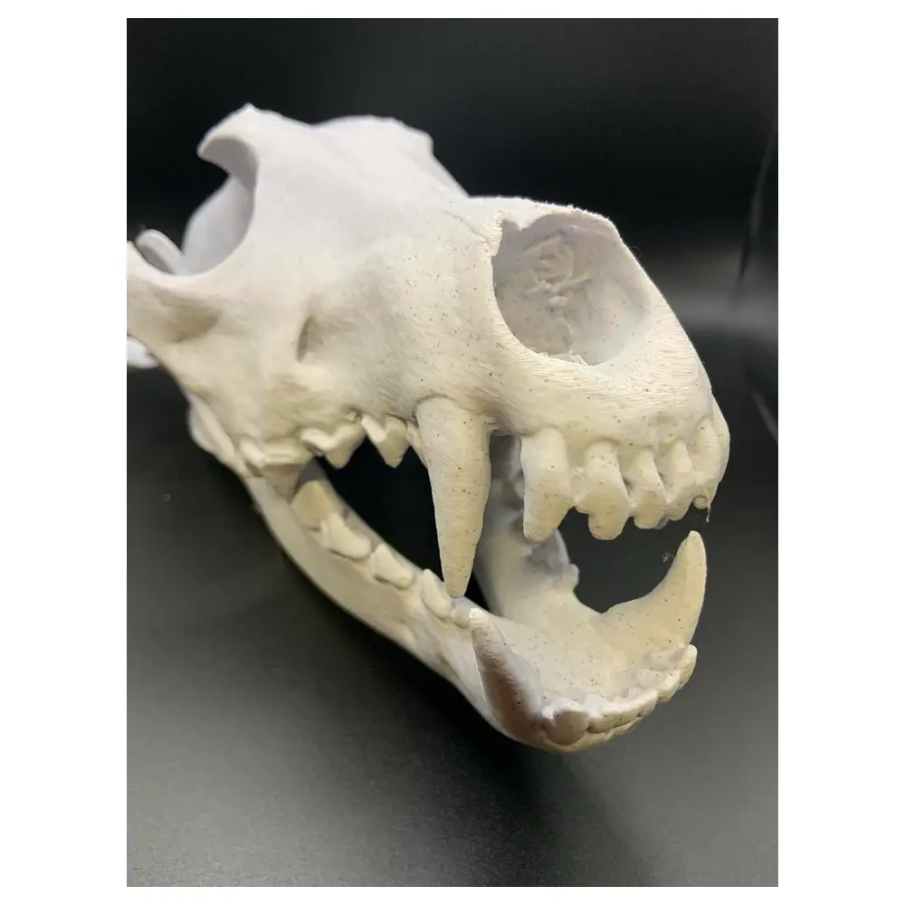 Wolf Skull Bone Collection Animal Skeleton Display Skull Study Bones