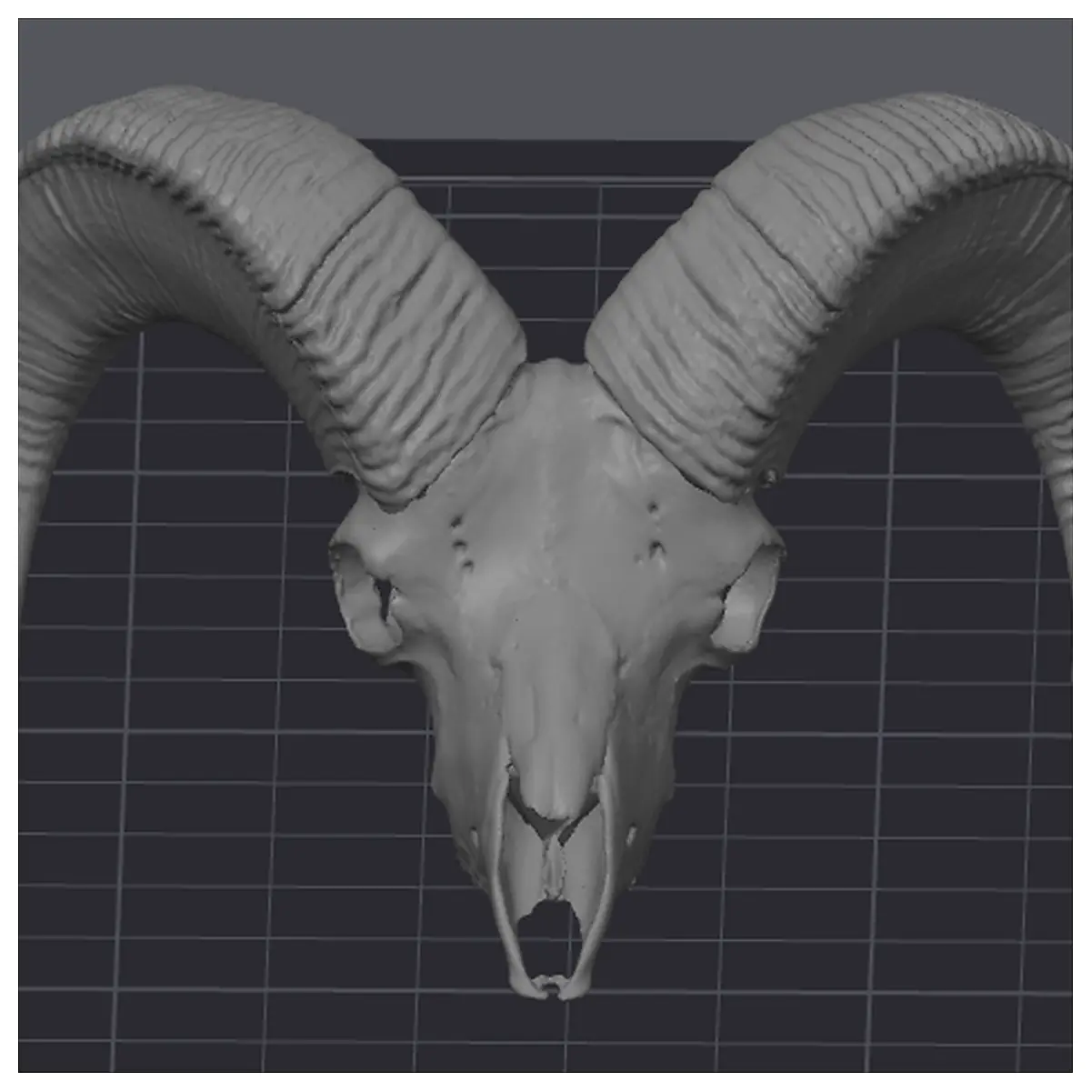 Bighorn Sheep Skull Specimen Bone Animal Display Skull Collection Research Decor
