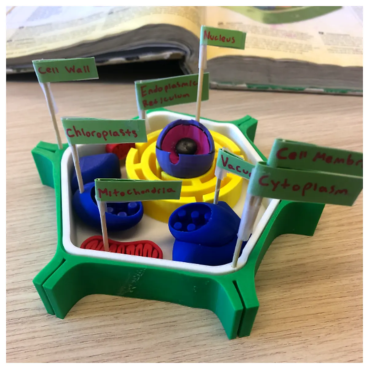 Plant Cell Model Educational Model Biology Model Cell Structure Learning Tools Experiment s