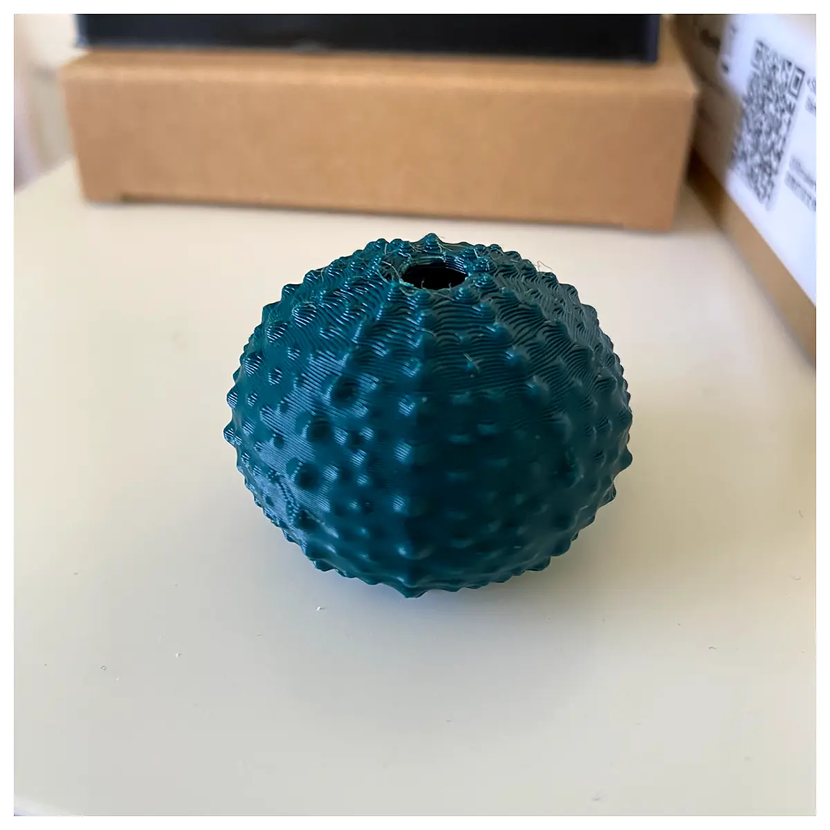 Sea Urchin Shells Shell Parts Shell Shells Repair Fix Universal Parts