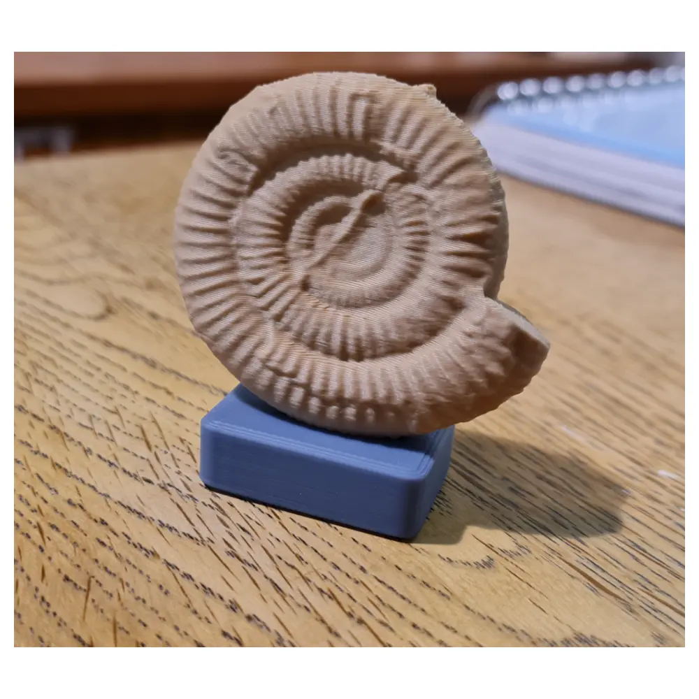 Standing Ammonite Display Stand Collection Display Item Decor Parts Repair