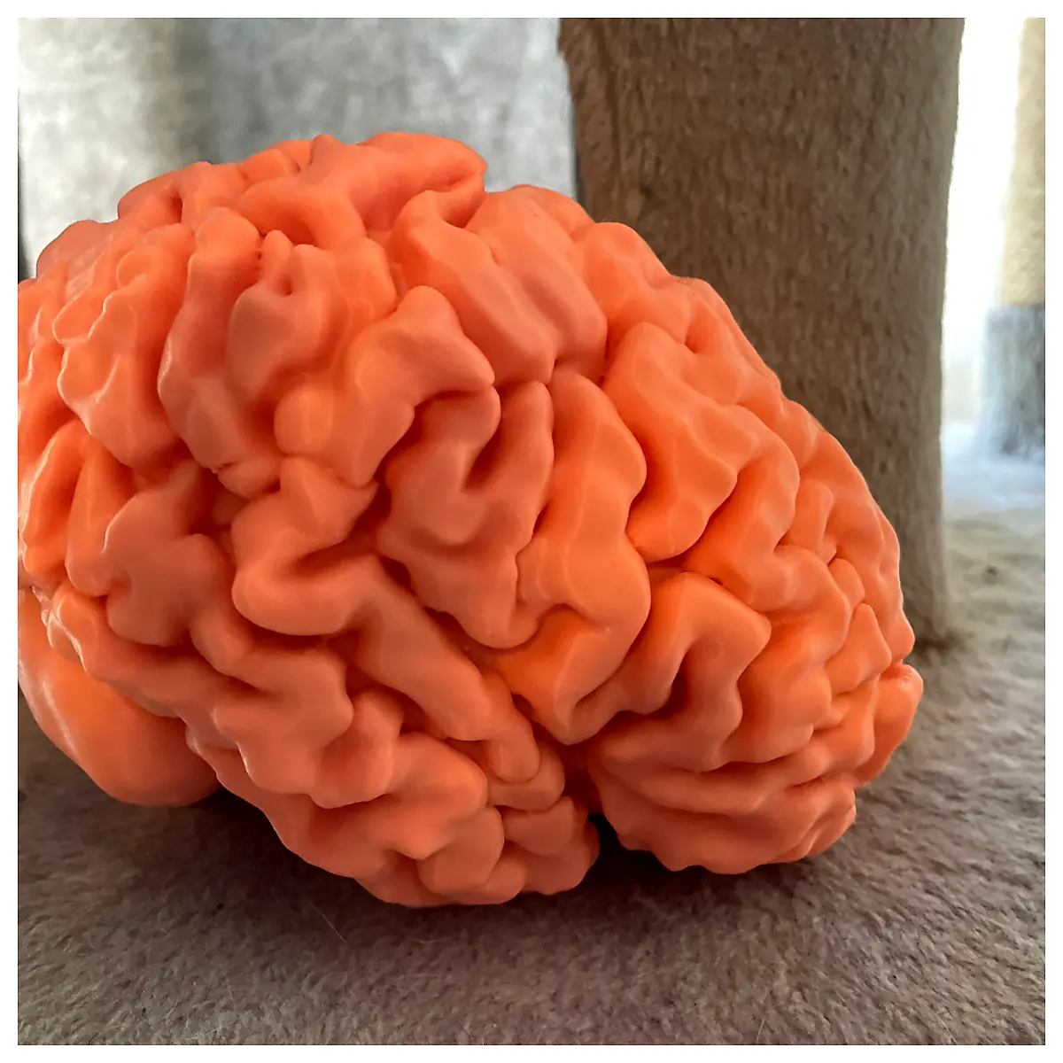 3D Printed Full Brain Model Anatomical Brain Educational Science Research