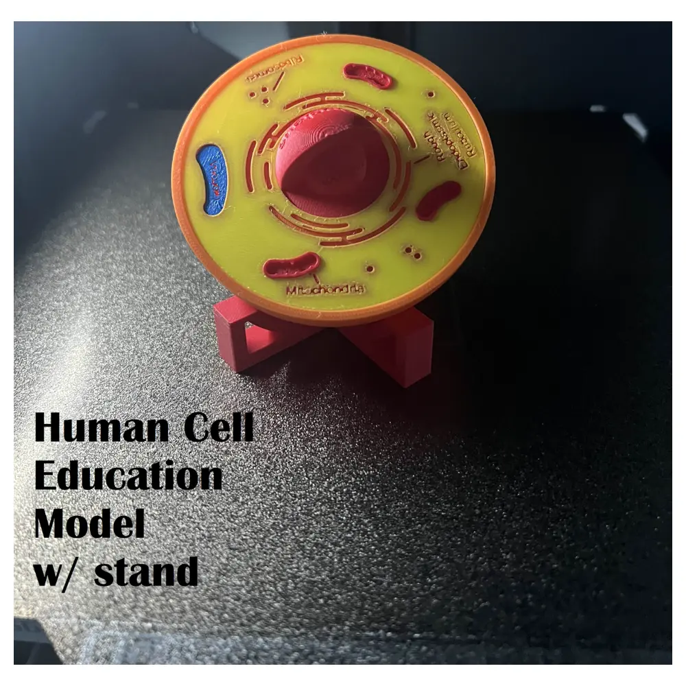 Human Cell Display Model Stand Cell Culture Plate Cell Cultivation Lab Equipment Cell Display
